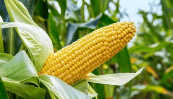 Maize Production
